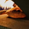 Edil Forni Muzzare – Gasofen mit Biscotto, Temp. 550°C